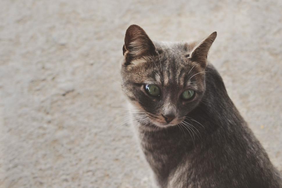 Free Image of Black and White Photo of a Cat 