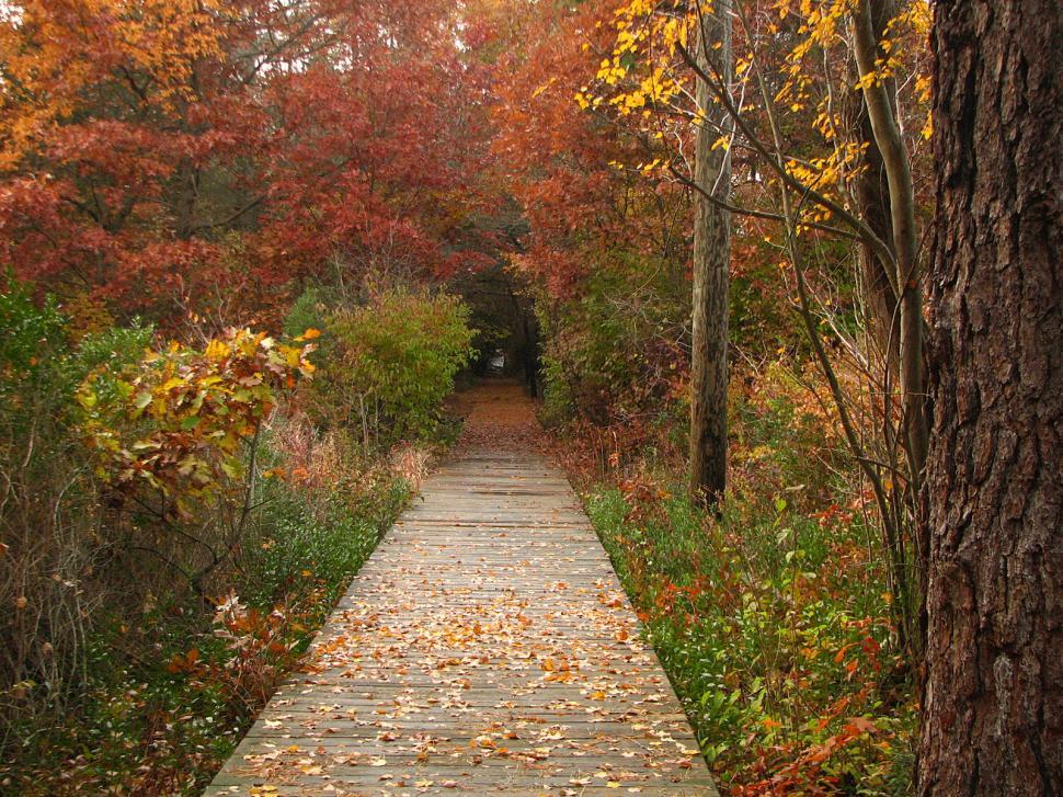 Free Image of pathway 