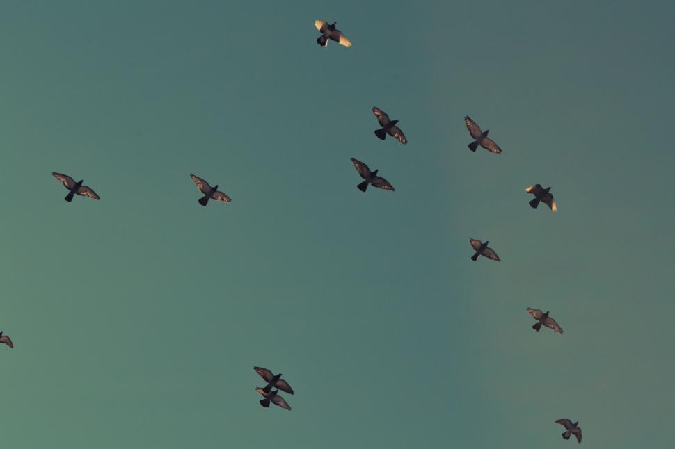 Free Image of A Flock of Birds Flying Through a Blue Sky 