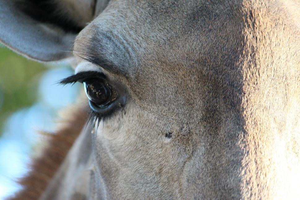 Free Image of Close Up of Giraffes Eye With Trees in Background 