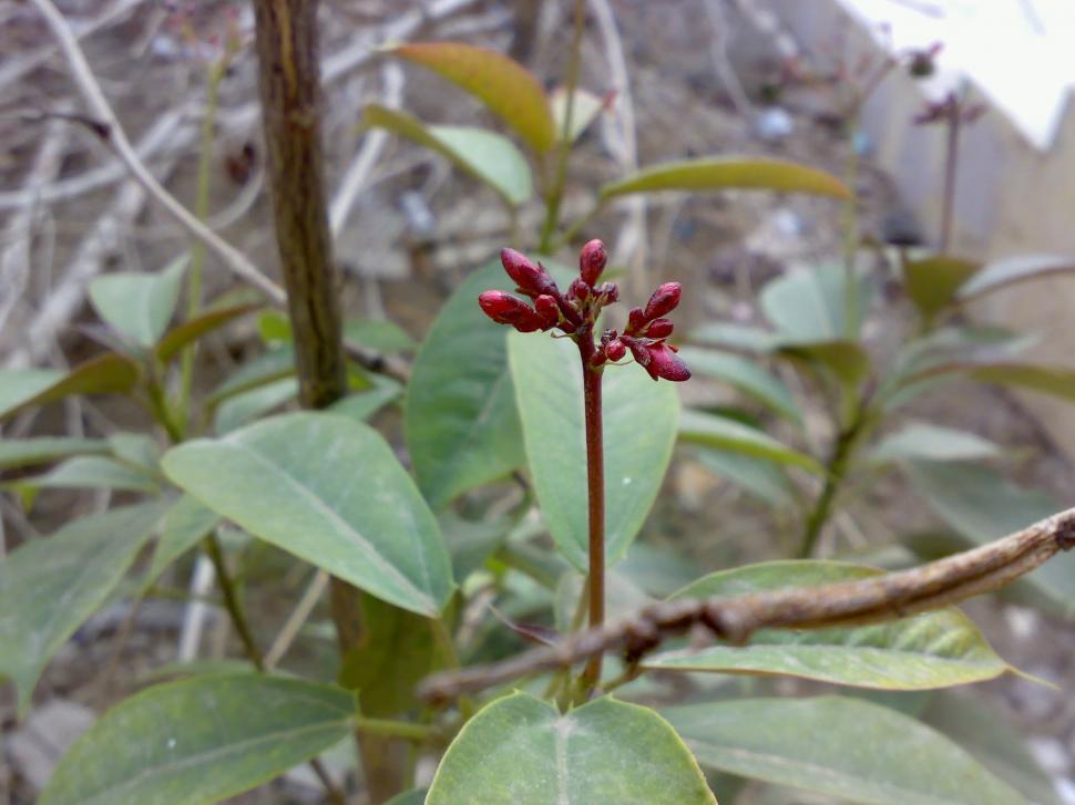 Free Image of Red Flower 