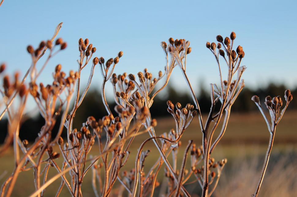 Free Image of Close Up of a Plant in a Field 