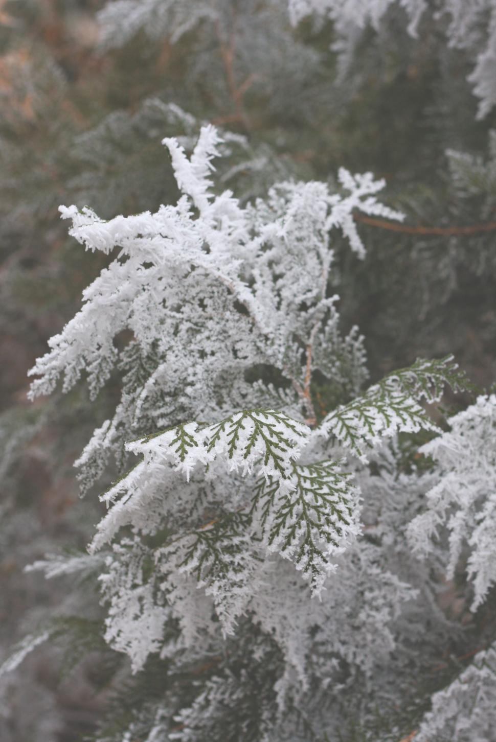 Free Image of Snow-Covered Tree in Black and White 