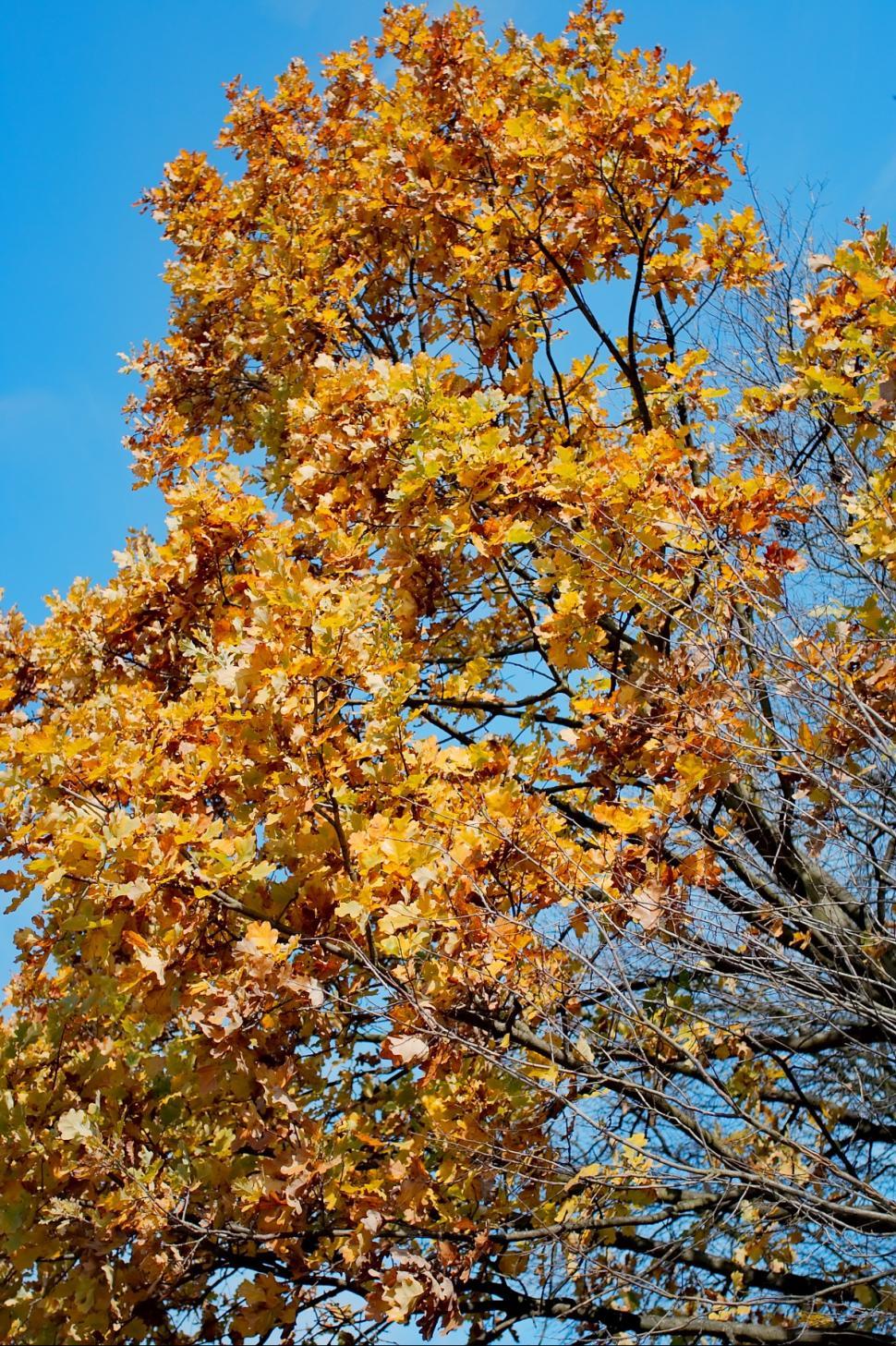 Free Image of Oak tree in Autumn 