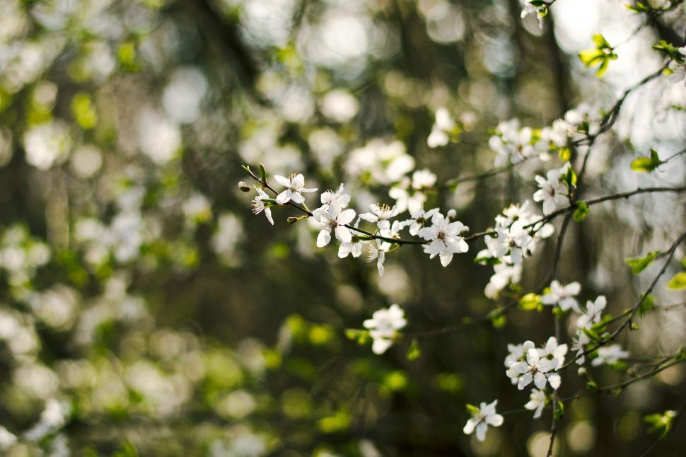 Free Image of Close Up of a Tree With White Flowers 