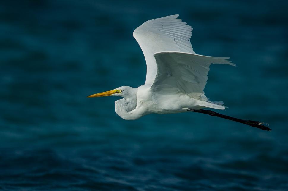 Free Image of White Bird Flying Over Body of Water 