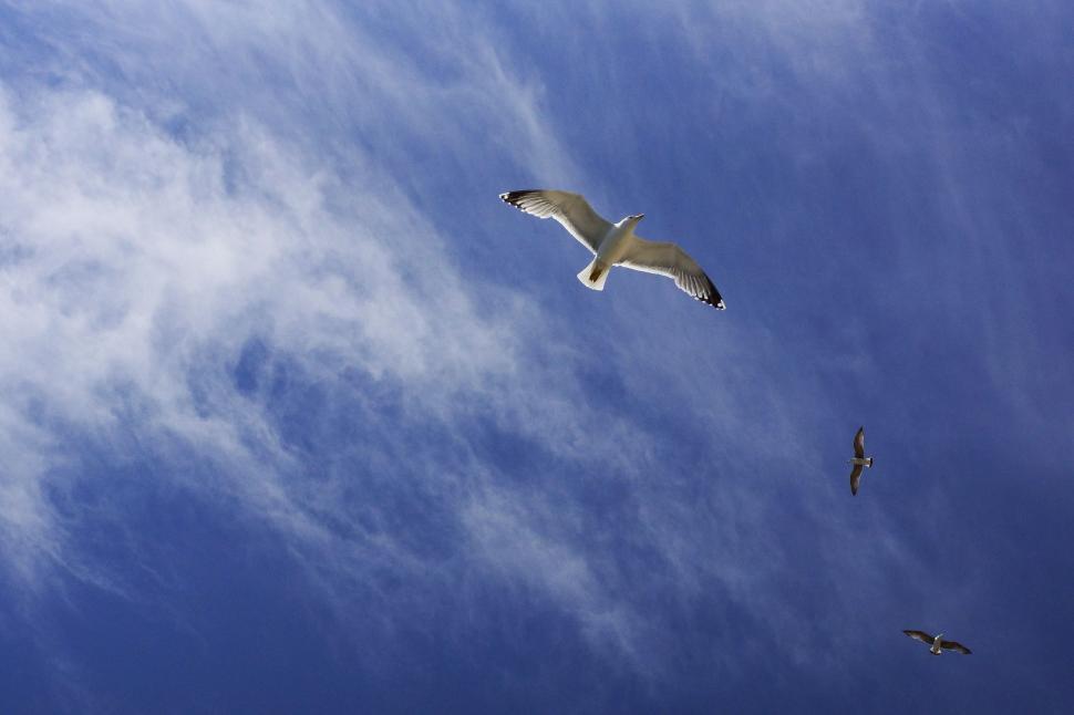 Free Image of Two Seagulls Flying in Blue Sky 