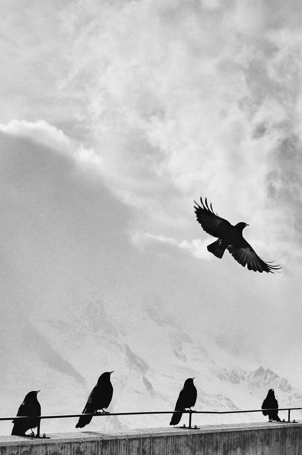 Free Image of Flock of Birds Perched on Roof 