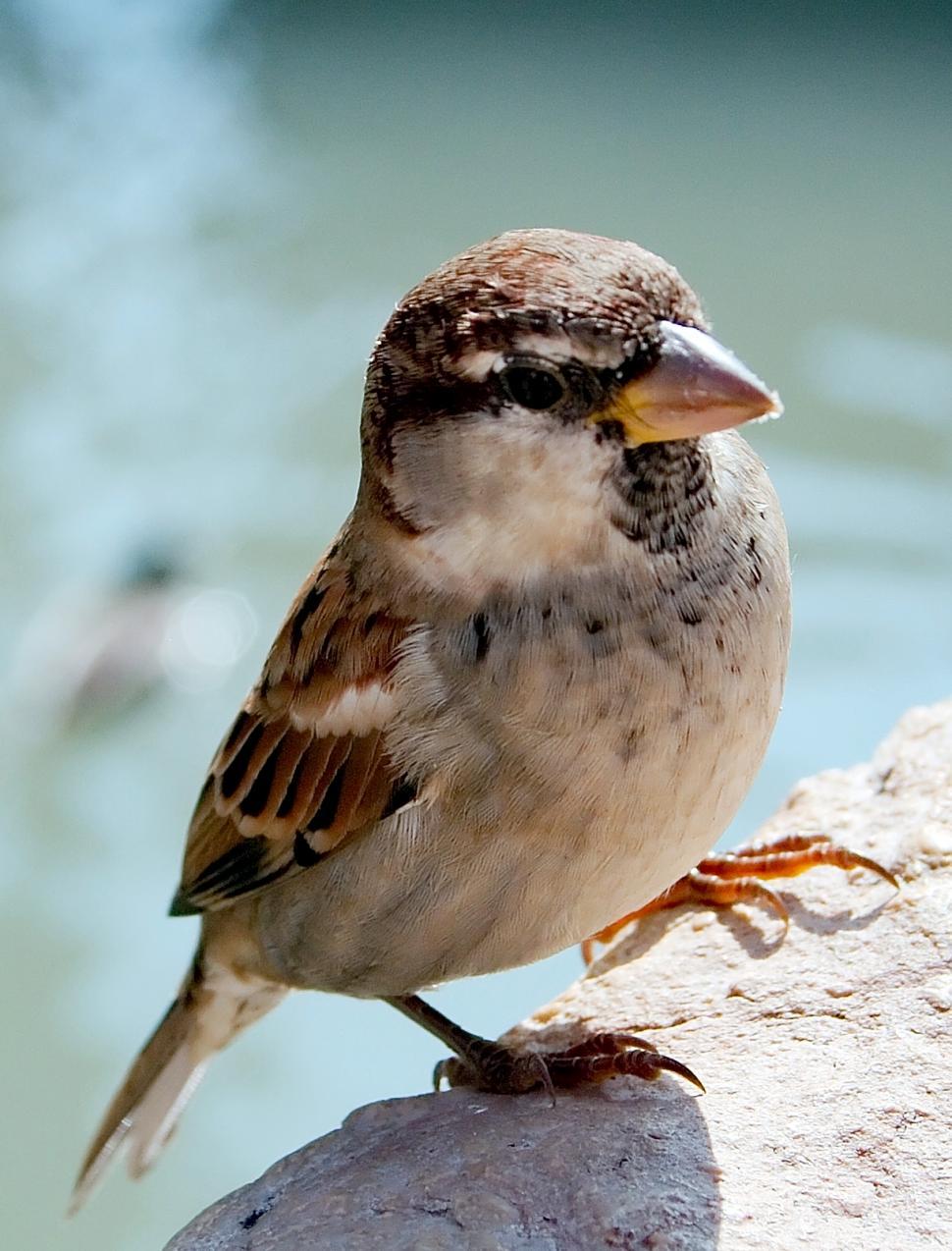 Free Image of Sparrow 