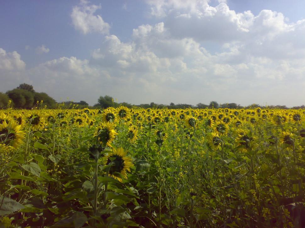 Free Image of Sunflowers 