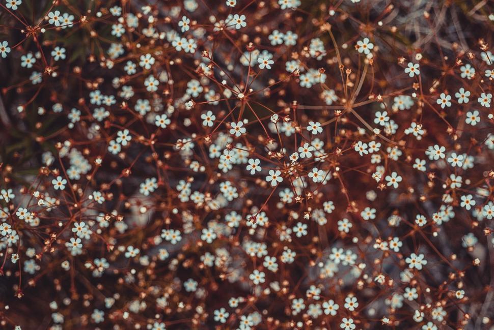 Free Image of Cluster of Small White Flowers on Brown Background 