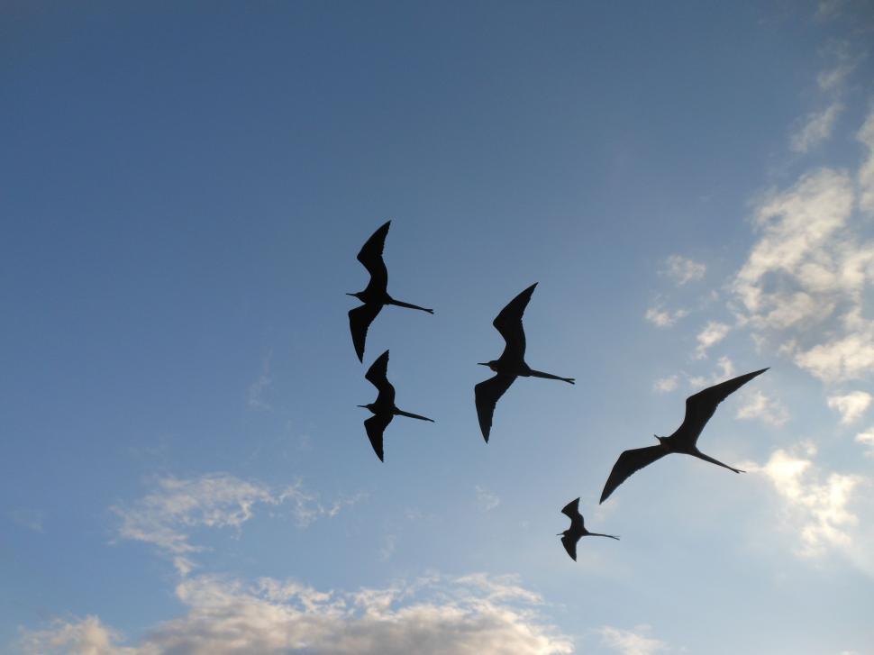 Free Image of Flock of Birds Flying Through Cloudy Blue Sky 