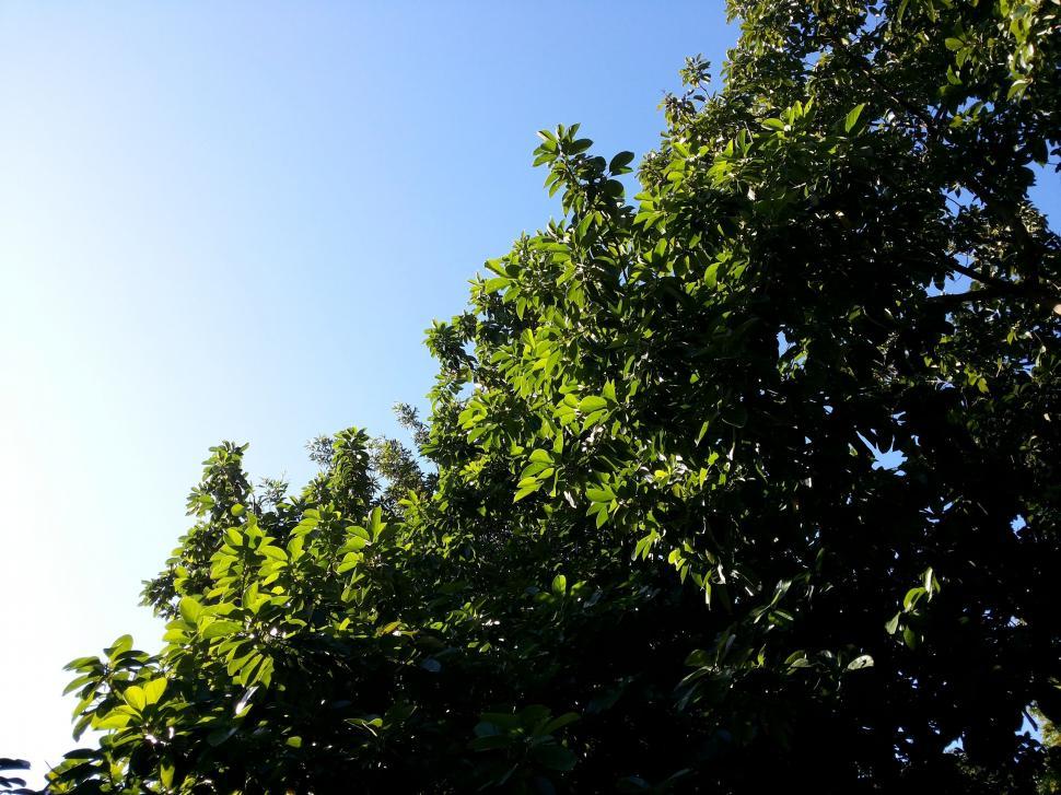 Free Image of Bird Flying Above Tree 