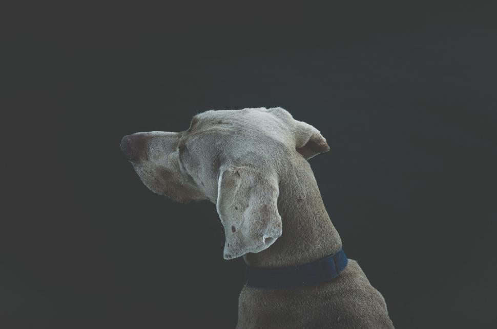 Free Image of Majestic Dog in Black and White 