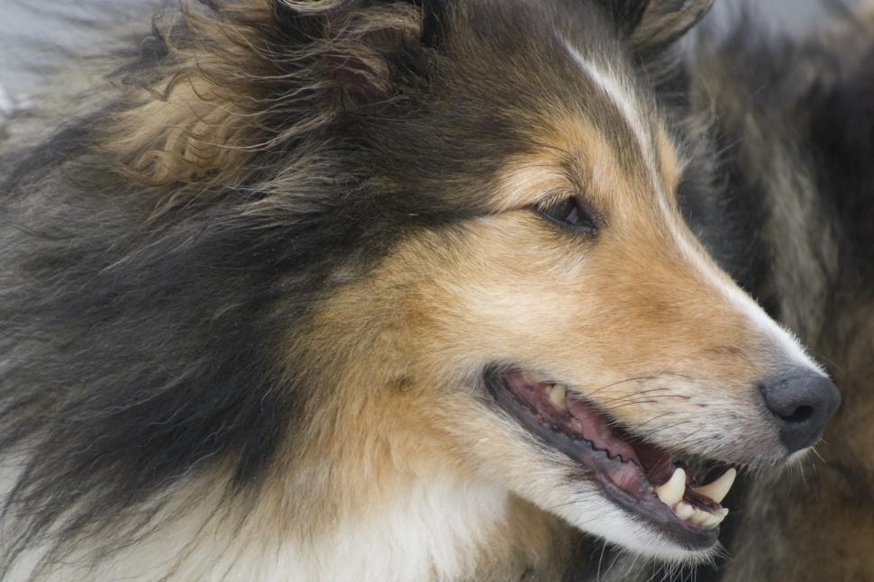 Free Image of Collie on the Ferry 