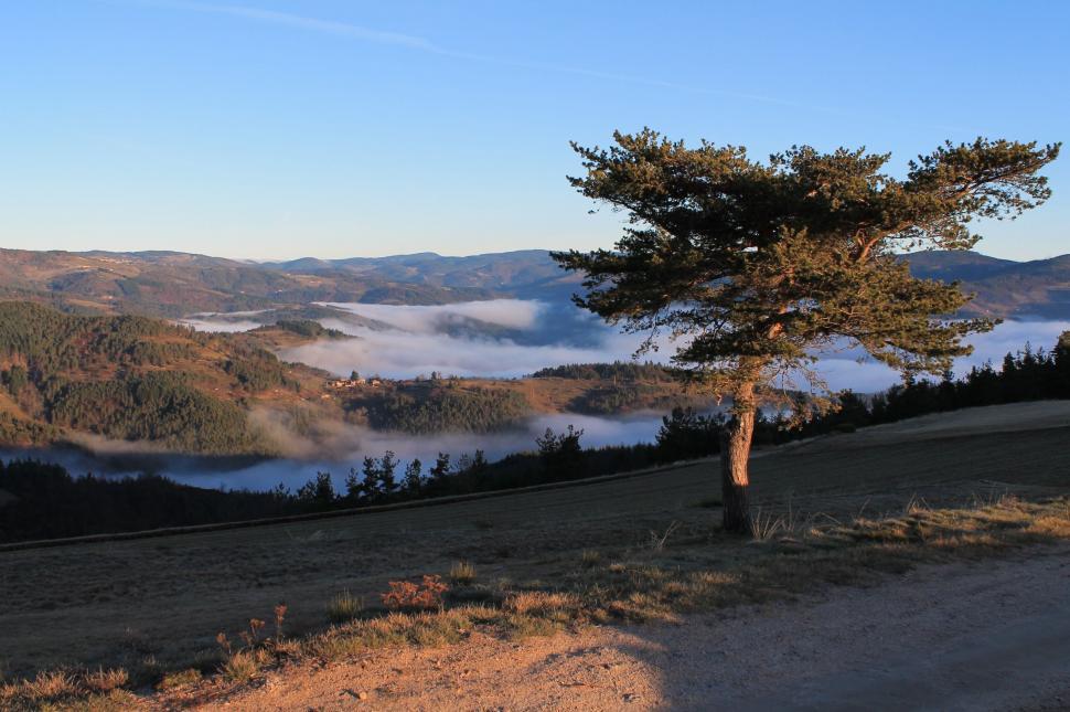 Free Image of Lone Tree Overlooking Valley 