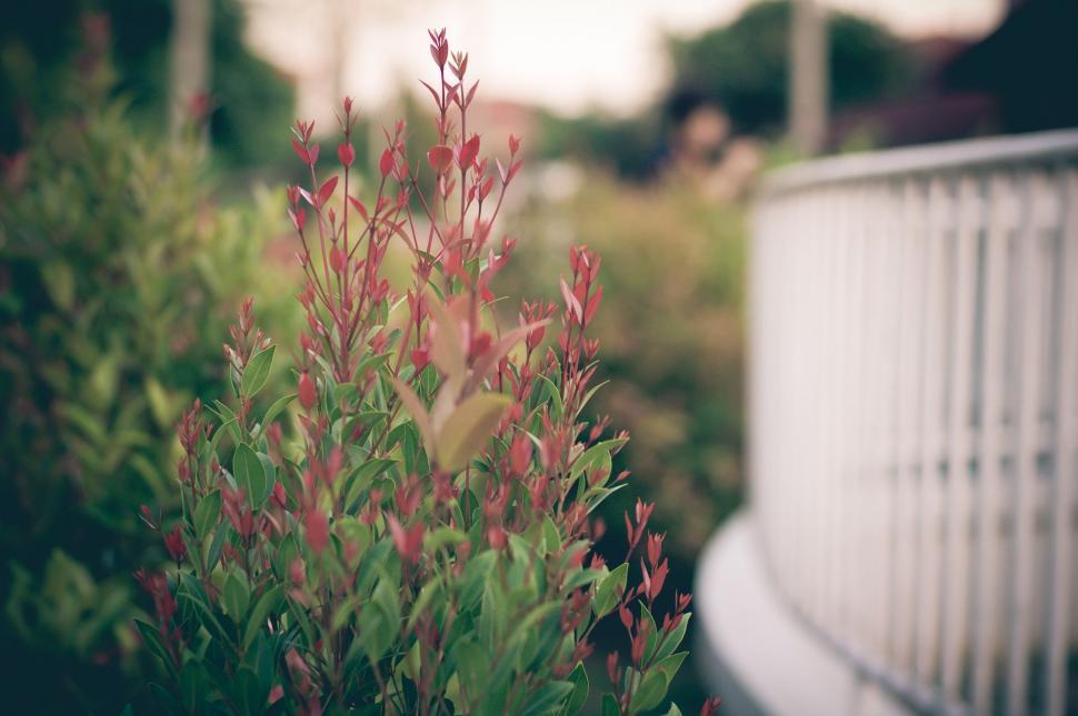 Free Image of Close Up of Plant Next to Fence 