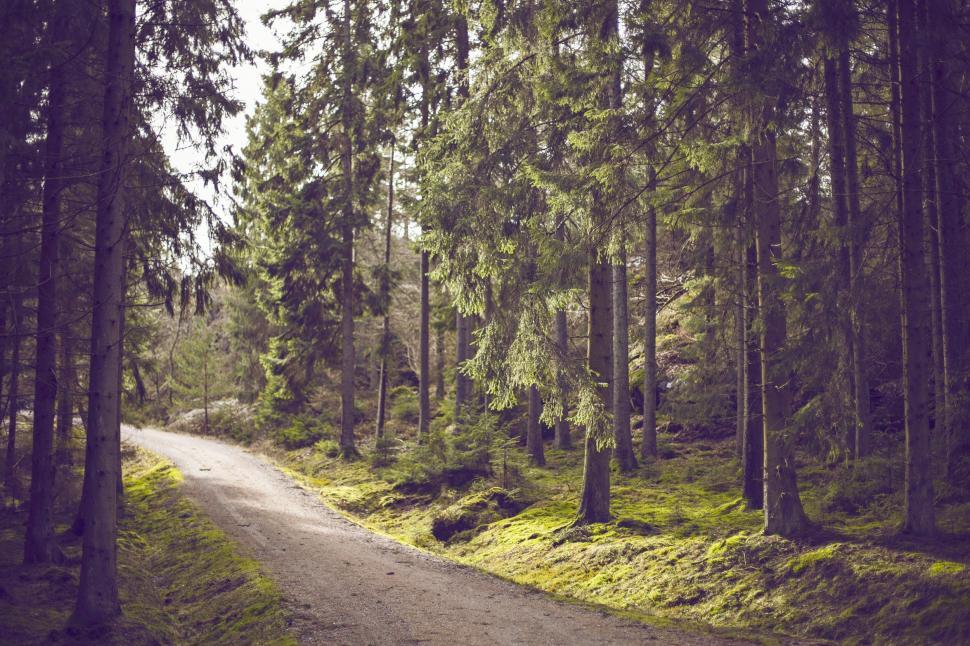 Free Image of Dirt Road Cutting Through Forest 