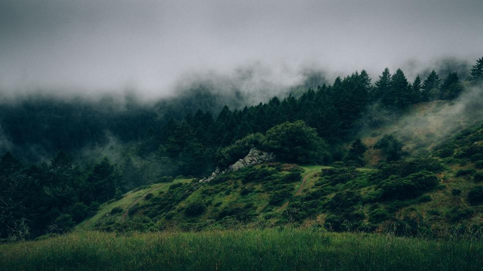 Free Image of Lush Hillside With Green Grass and Trees 