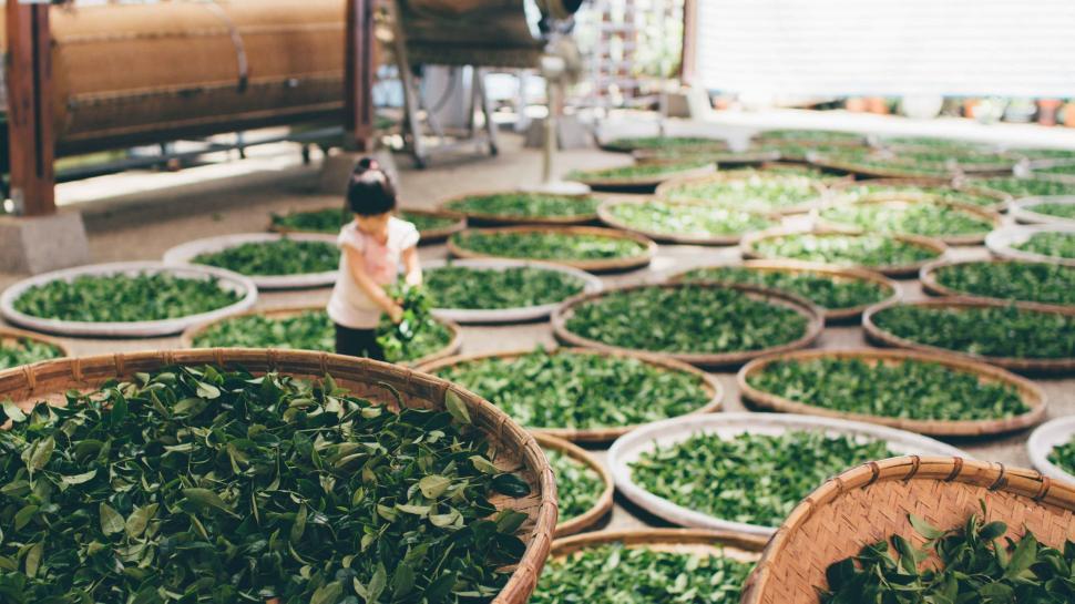 Free Image of Woman Standing in Room With Many Baskets of Green Plants 
