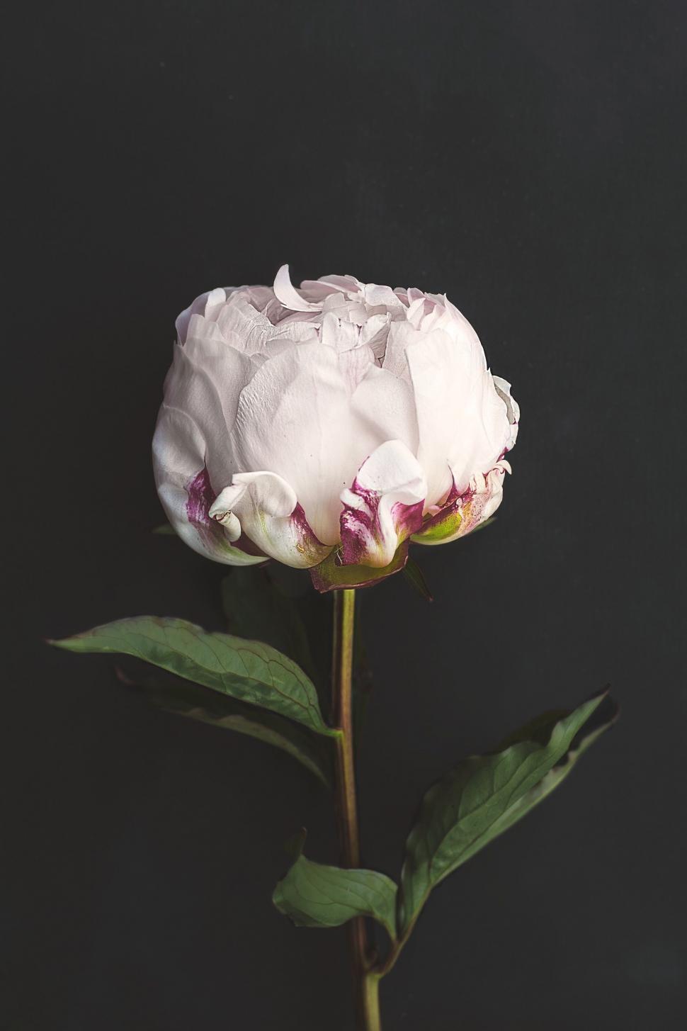Free Image of White Flower With Green Leaves on Black Background 