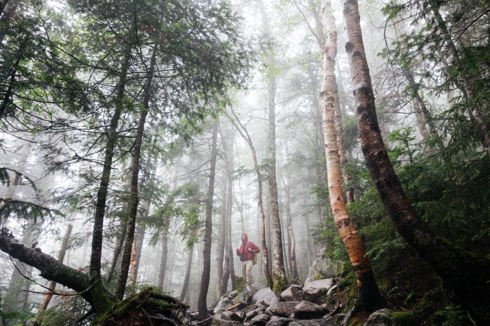 Free Image of Dense Forest Landscape With Trees and Rocks 