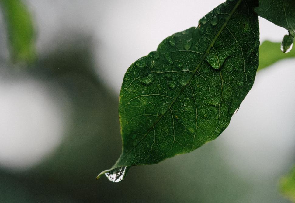 Free Image of Green Leaf With Water Droplets 