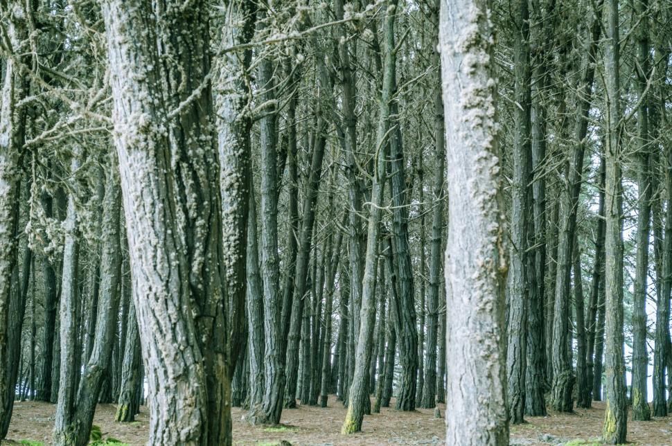 Free Image of Dense Forest With Tall Trees 
