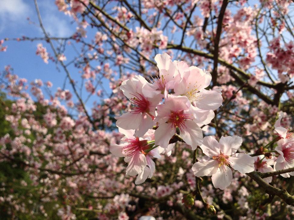 Free Image of Flower Bunches Adorning a Tree 