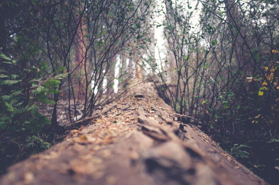 Free Image of Tree Trunk Standing Tall Amidst Forest 