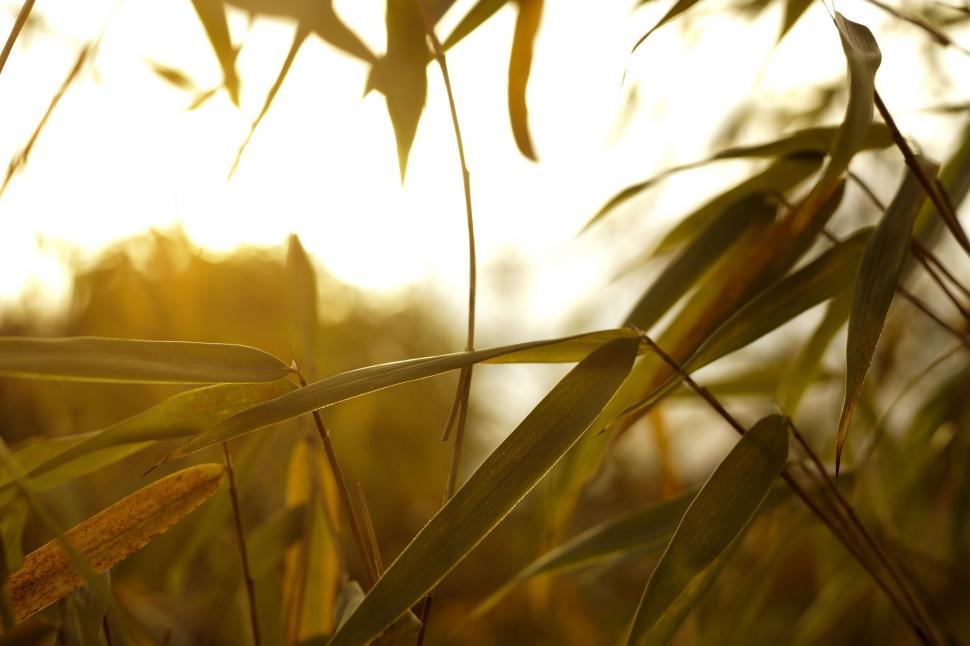 Free Image of Sunlight Filtering Through Plant Leaves 