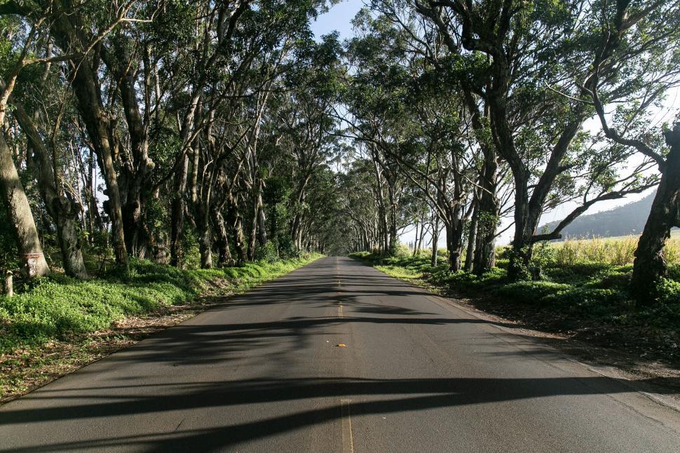 Free Image of Tree-Lined Street in Urban Area 