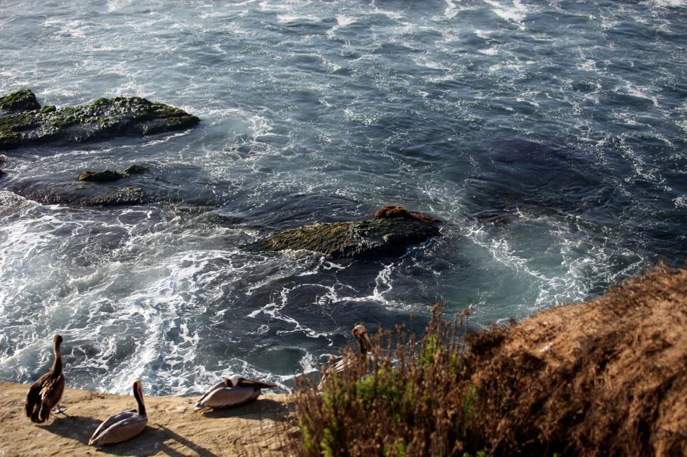 Free Image of Birds Perched on Cliff Overlooking Ocean. 