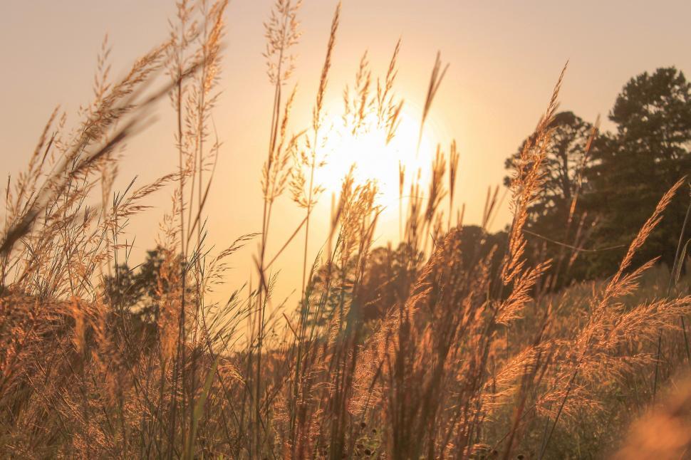Free Image of Sun Shining Through Tall Grass 