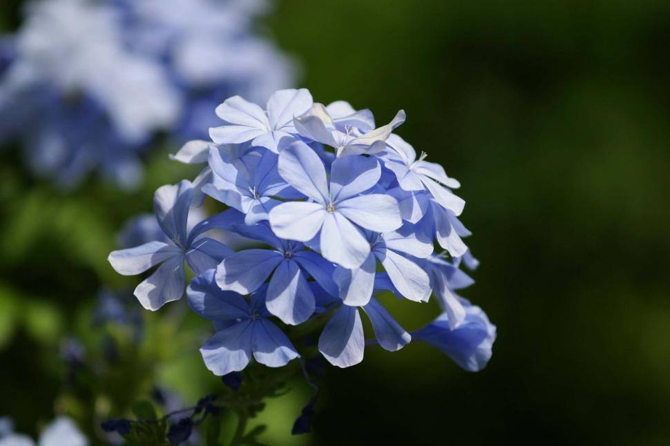 Free Image of Cluster of blue flowers 