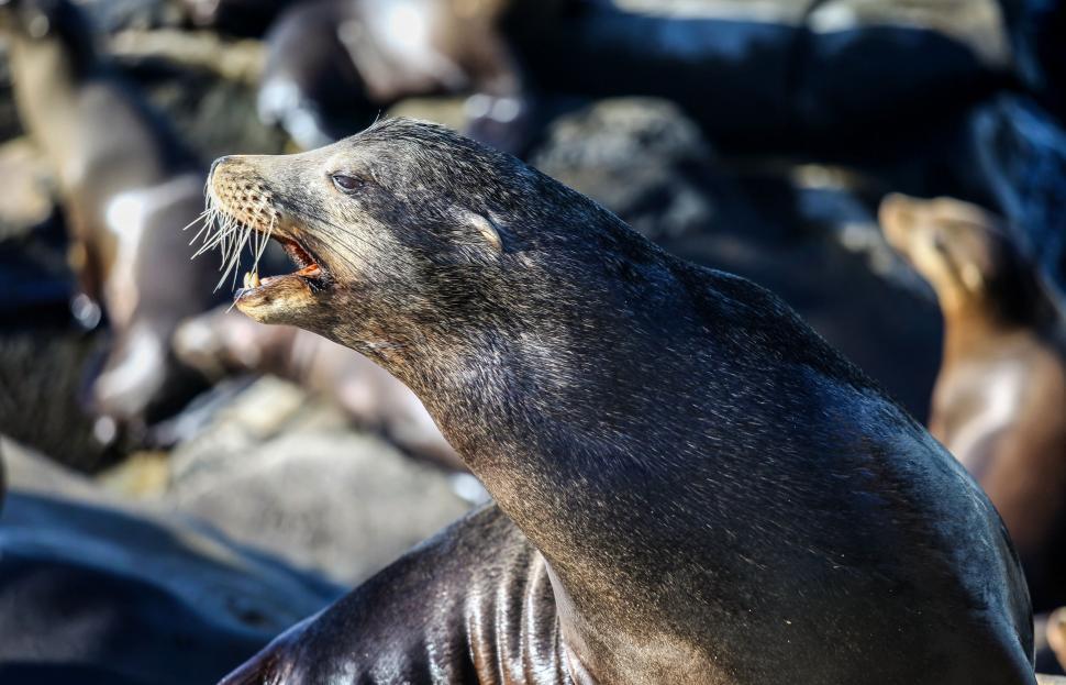 Free Image of Sea Lion Yawning on Rocks 