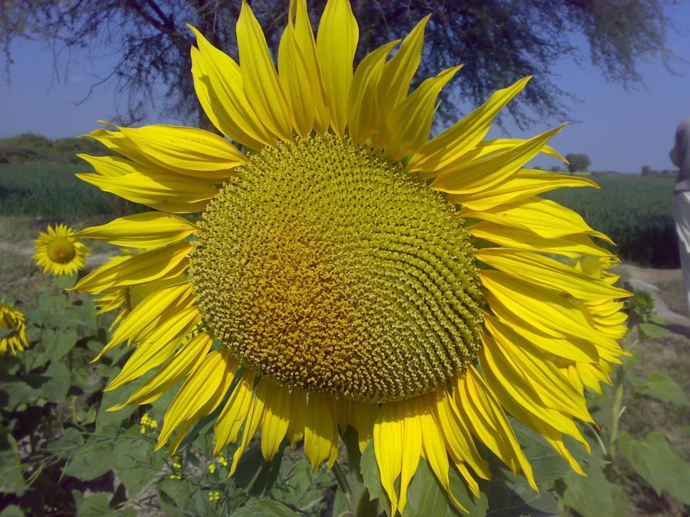 Free Image of SunFlower 