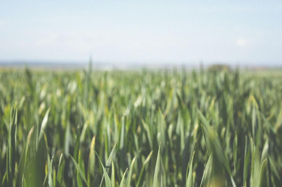Free Image of Lush Green Grass Field Under Clear Blue Sky 