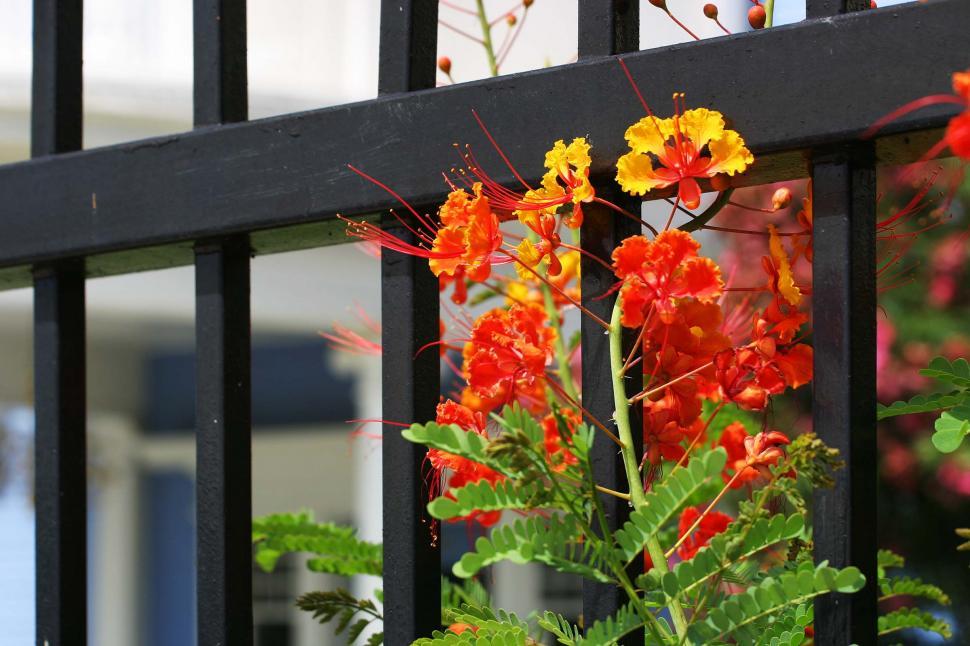 Free Image of Mexican Bird of Paradise 