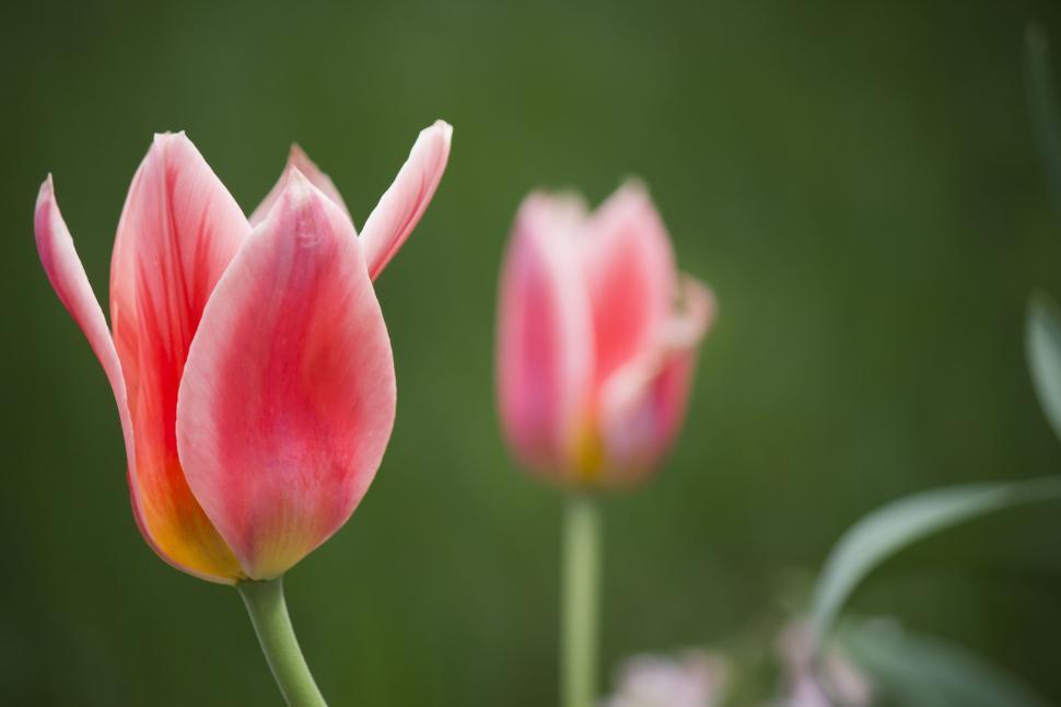 Free Image of Two Pink Flowers on Green Background 