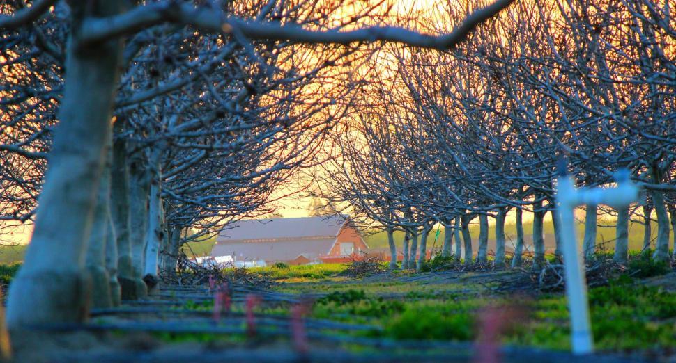 Free Image of Row of Trees With Barn in Background 