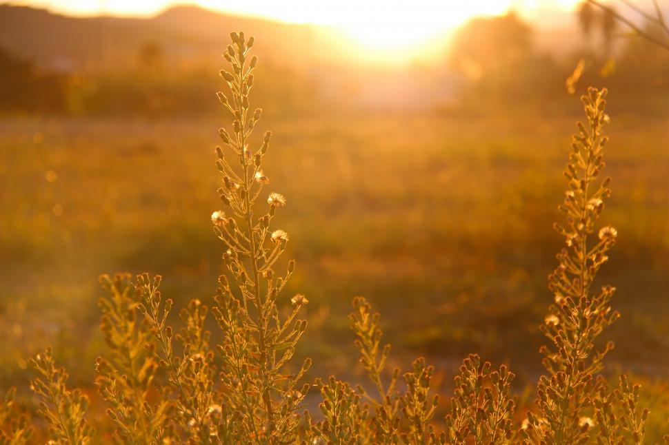 Free Image of Sun Shining Through Grass in Field 