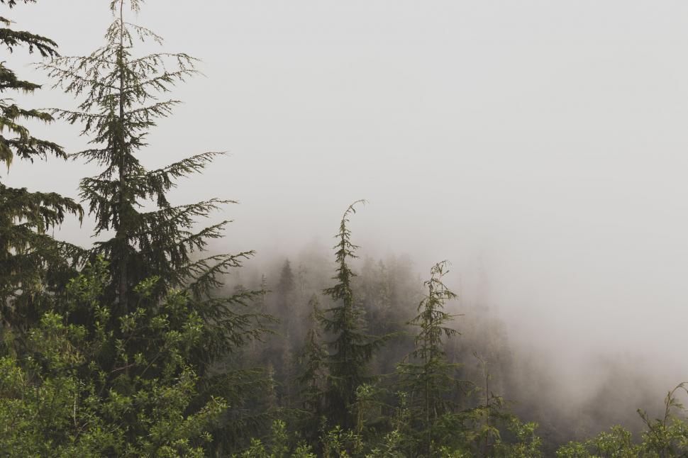 Free Image of Foggy Forest in Black and White 