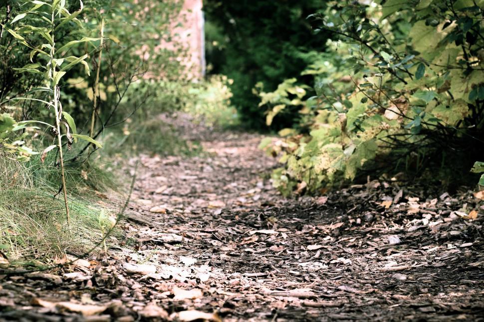Free Image of Bear Walking Down Dirt Road in Woods 
