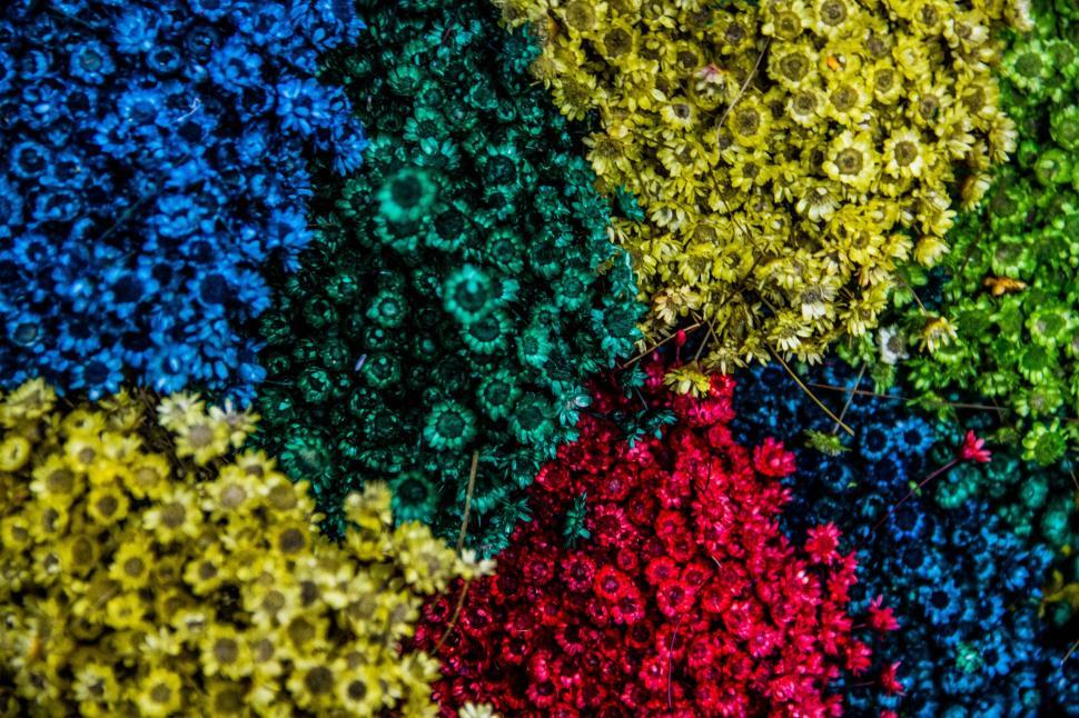 Free Image of Close Up of Various Colored Flowers 