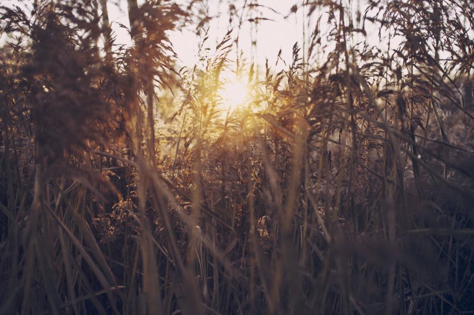 Free Image of Sun Shining Through Tall Grass 