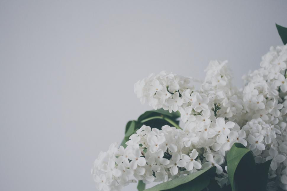 Free Image of Flowers in a Vase 