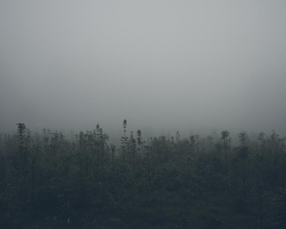 Free Image of Misty Forest in Monochrome 