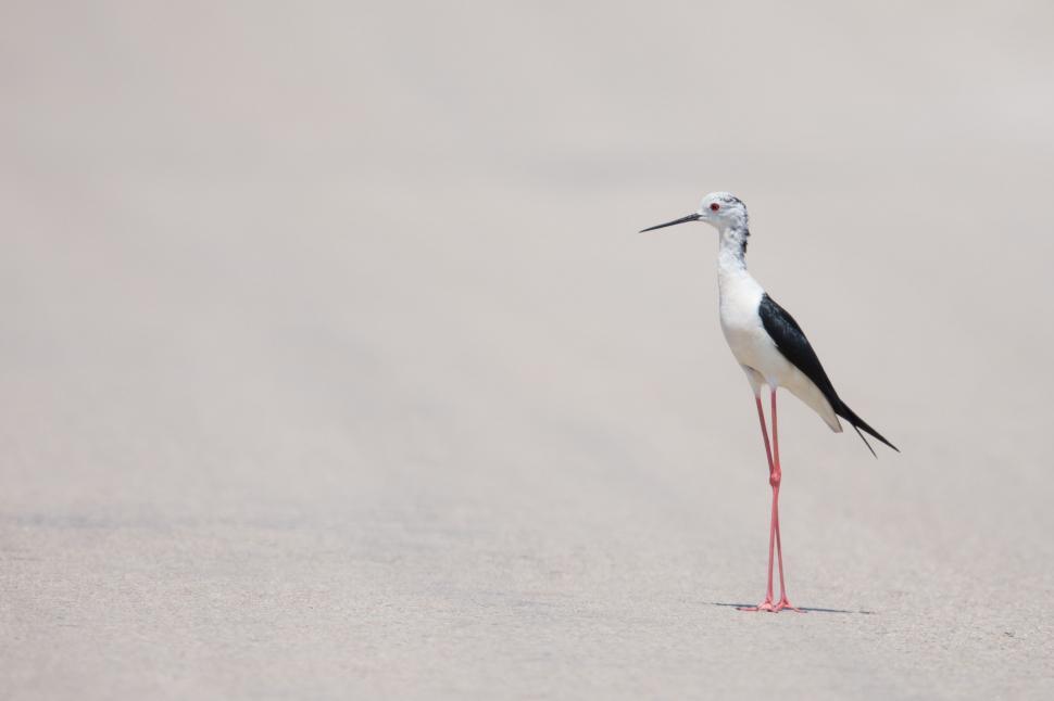 Free Image of Black and White Bird Standing in the Sand 
