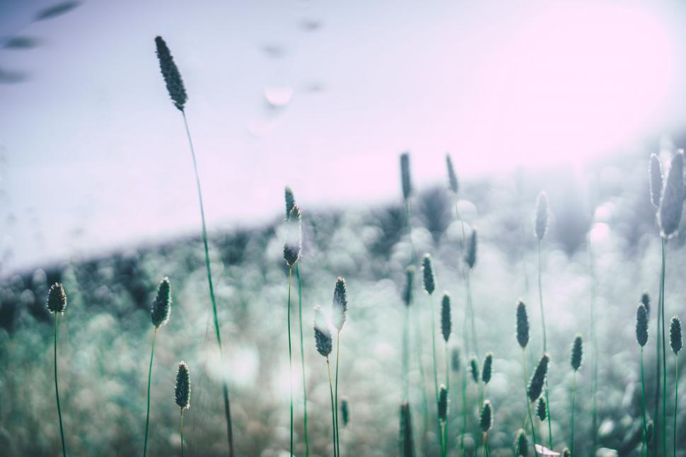 Free Image of Tall Grass Field Under Sky Background 